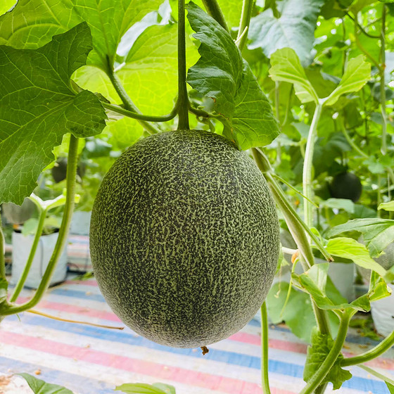 Dưa lưới Hoàng Liên Sơn