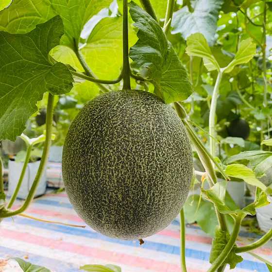 Dưa lưới Hoàng Liên Sơn