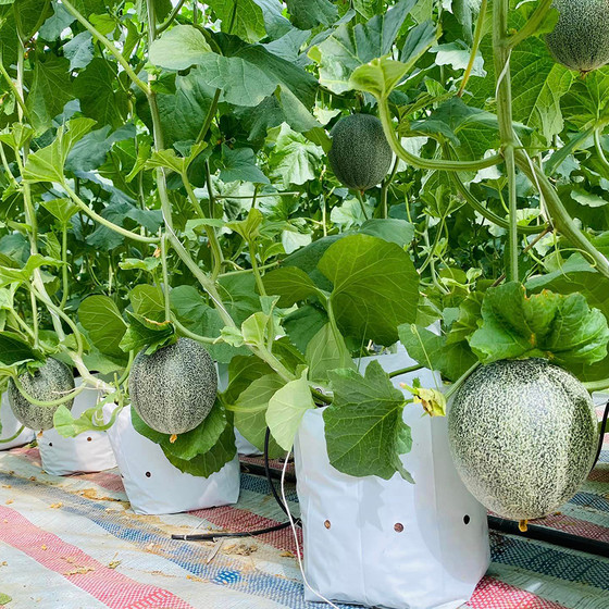 Dưa lưới Hoàng Liên Sơn