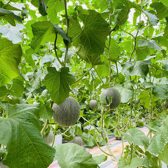 Dưa lưới Hoàng Liên Sơn