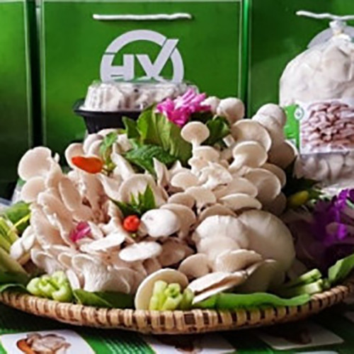 Nấm bào ngư Hải Yến