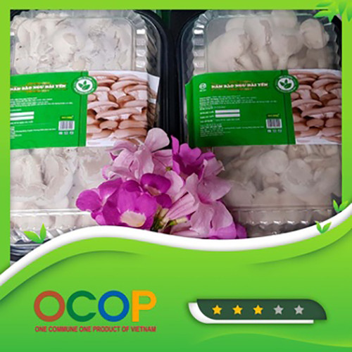 Nấm bào ngư Hải Yến