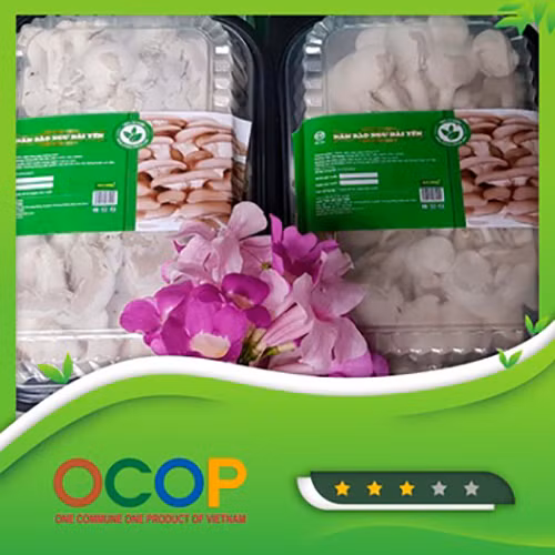Nấm bào ngư Hải Yến