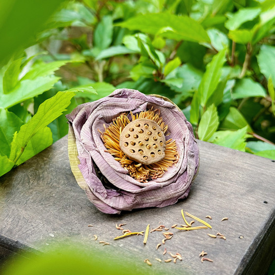 Hồng liên trà Phúc An Farm