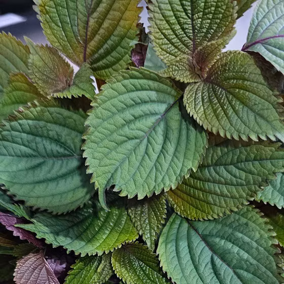 Bột tía tô Vườn nhà Đà Lạt