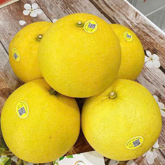 Bưởi Phúc Trạch sinh thái CHOA