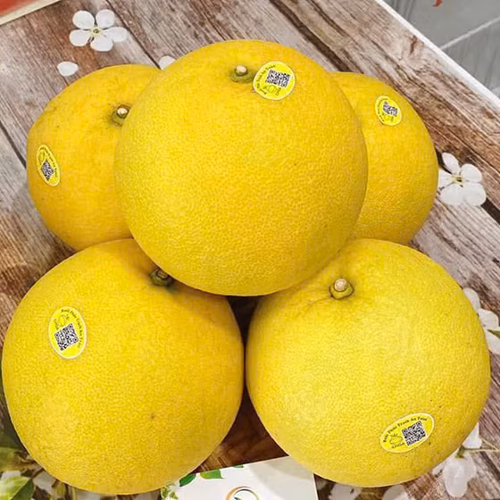 Bưởi Phúc Trạch sinh thái CHOA