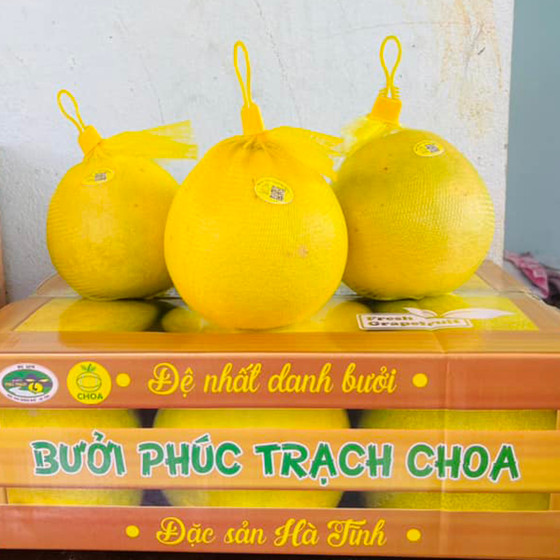 Bưởi Phúc Trạch sinh thái CHOA