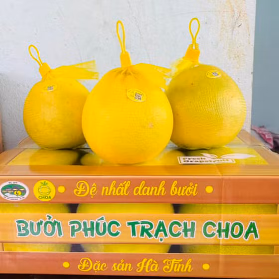 Bưởi Phúc Trạch sinh thái CHOA