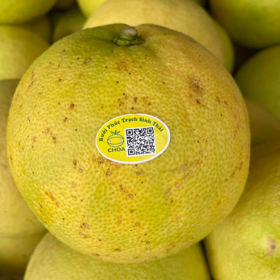 Bưởi Phúc Trạch sinh thái CHOA