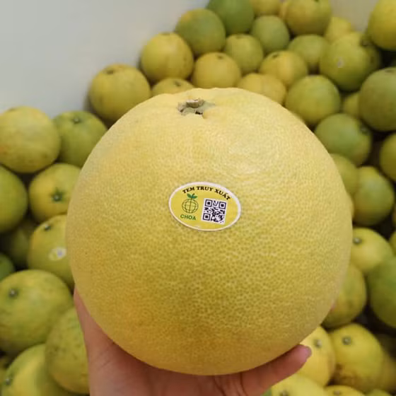 Bưởi Phúc Trạch sinh thái CHOA