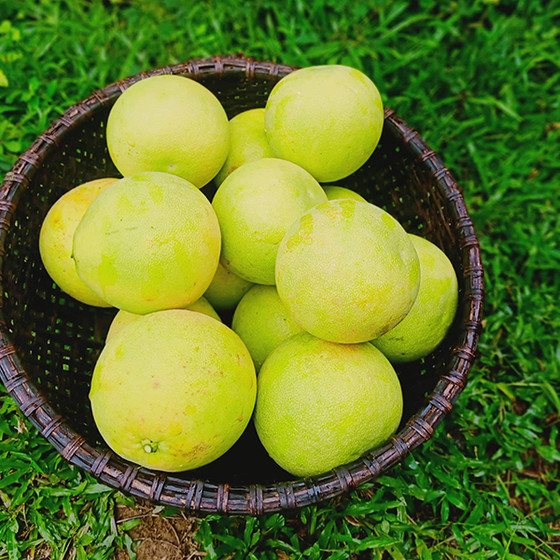 Bưởi Phúc Trạch sinh thái CHOA