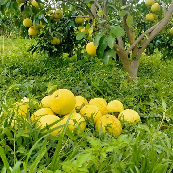 Bưởi Phúc Trạch sinh thái CHOA