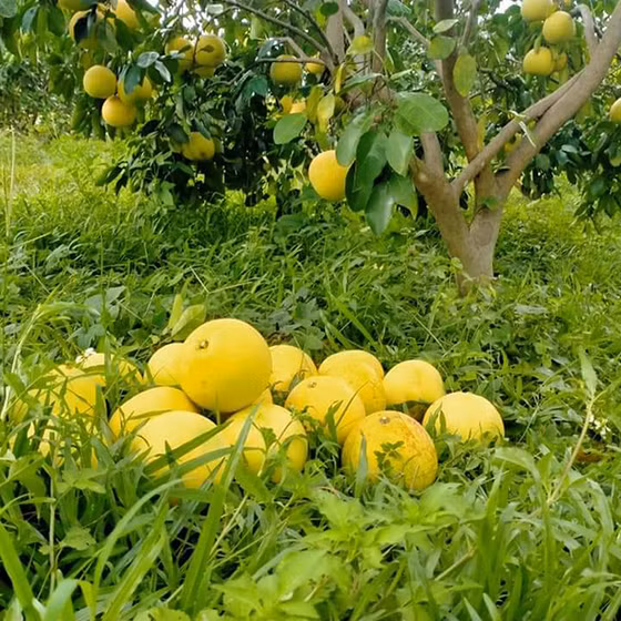 Bưởi Phúc Trạch sinh thái CHOA