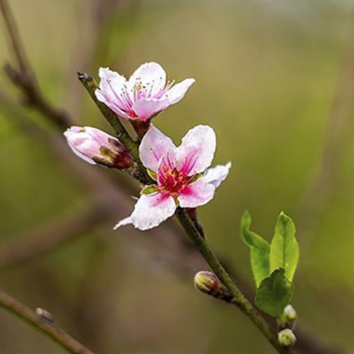 Đào phai Xuân Sơn