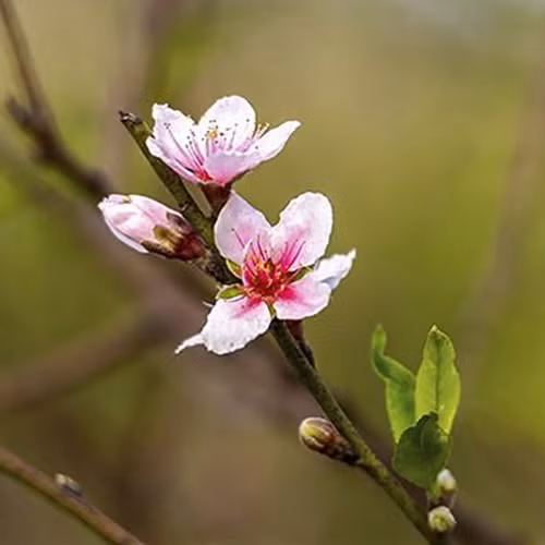 Đào phai Xuân Sơn