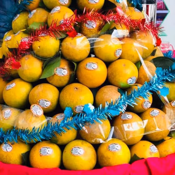 Cam Khe Giao Ngọc Sơn