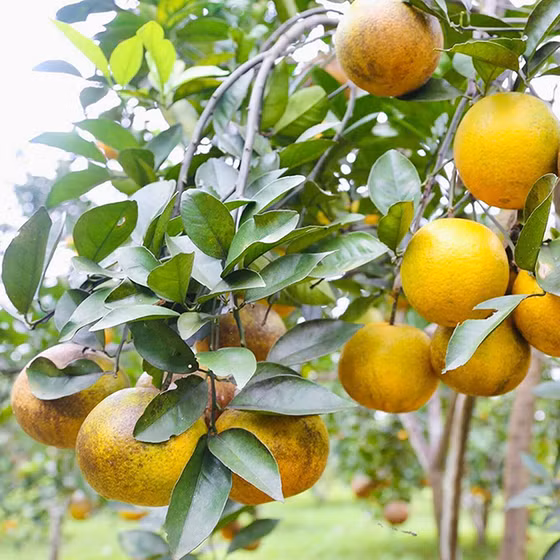 Cam Khe Giao Ngọc Sơn