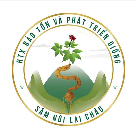 Trà sâm lá sen Lai Châu