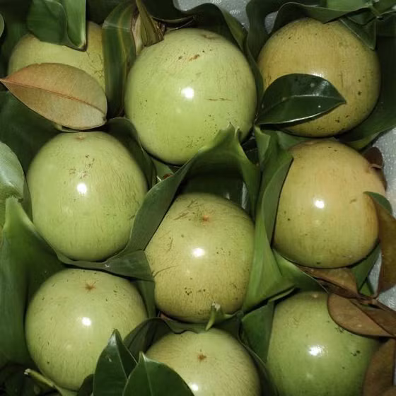 Vú sữa Tân Yên