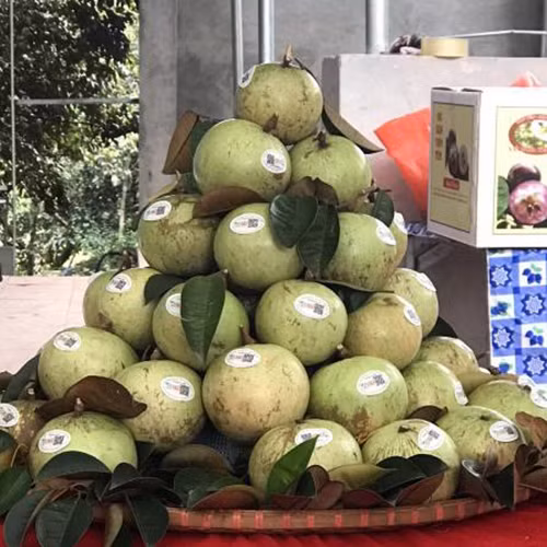 Vú sữa Tân Yên