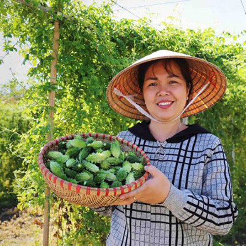 Khổ qua rừng DATO