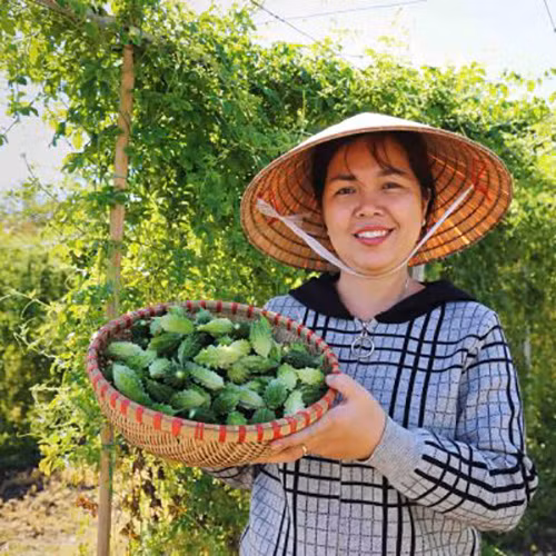 Khổ qua rừng DATO