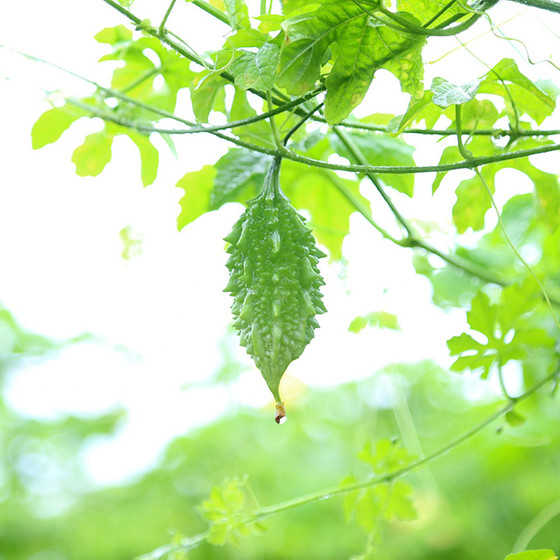 Khổ qua rừng DATO