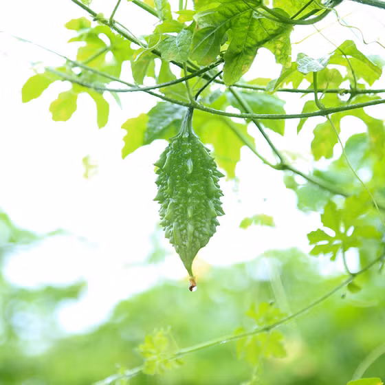 Khổ qua rừng DATO