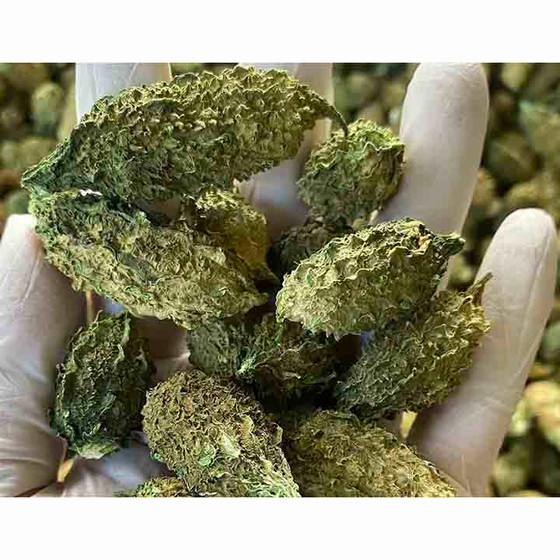 Khổ qua rừng DATO