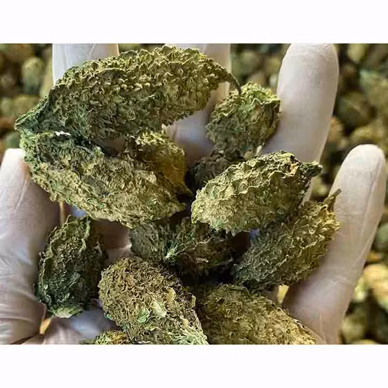 Khổ qua rừng DATO