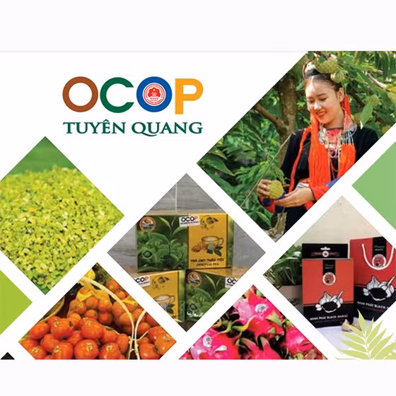 Tỏi đen Minh Phát