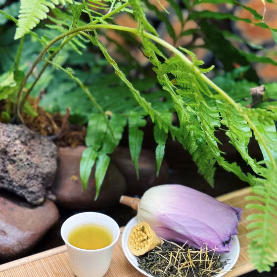 Trà hoa sen Phúc An farm