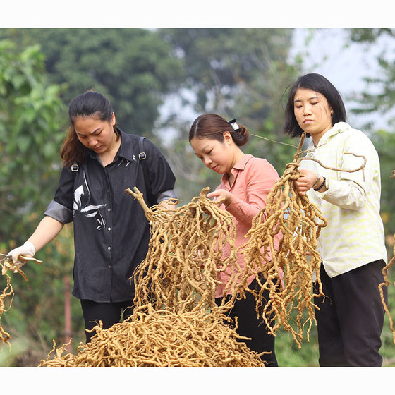 Rượu ba kích Tam Đảo sâm cau