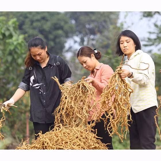 Rượu ba kích Tam Đảo sâm cau