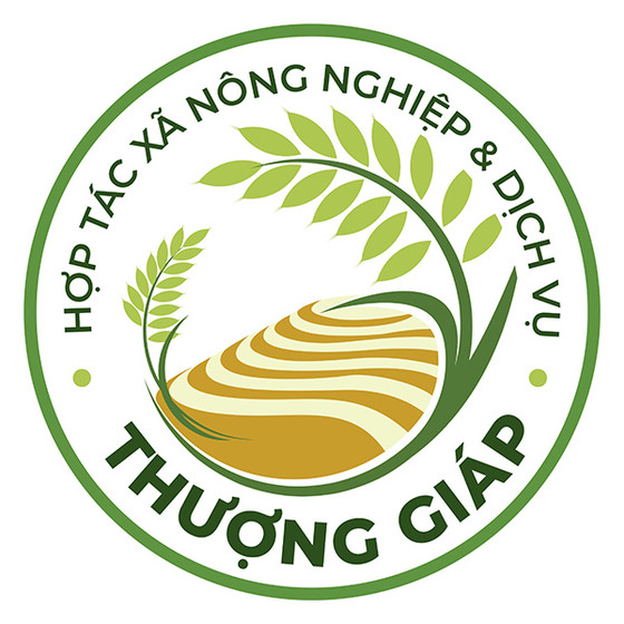 Cốm xanh Thượng Giáp