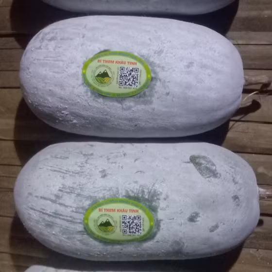 Bí thơm Khâu Tinh