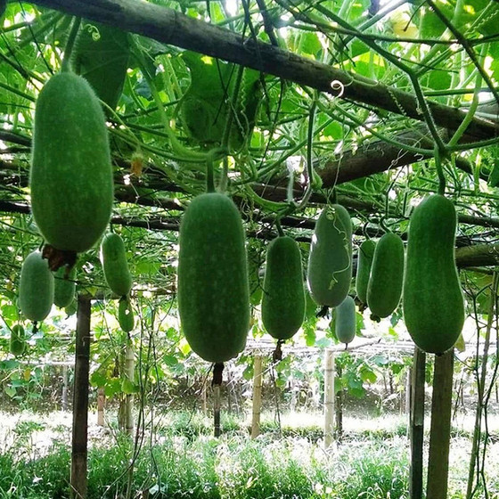 Bí thơm Khâu Tinh