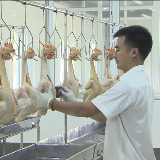 Gà đồi Yên Thế