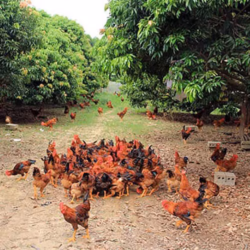 Gà đồi Yên Thế