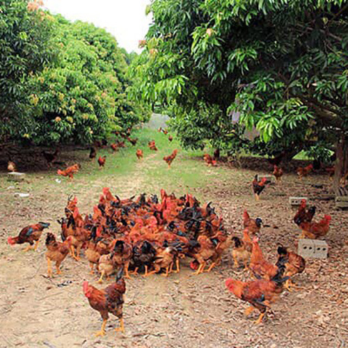 Gà đồi Yên Thế