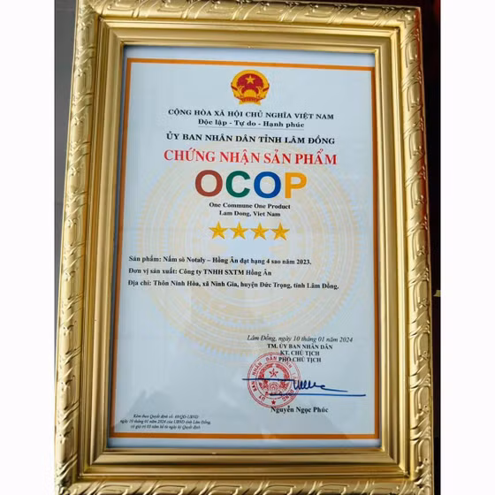 Nấm sò Notaly