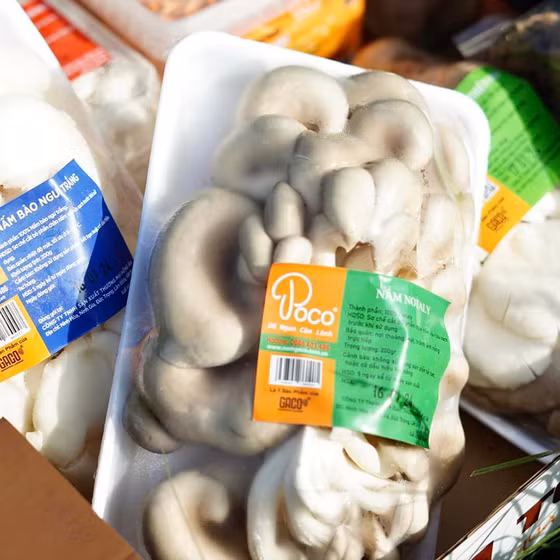 Nấm sò Notaly