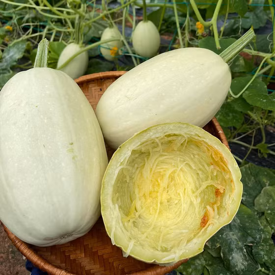 Bí sợi mỳ