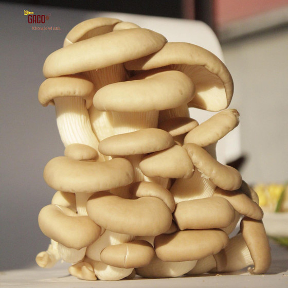 Nấm bào ngư xám Hồng Ân