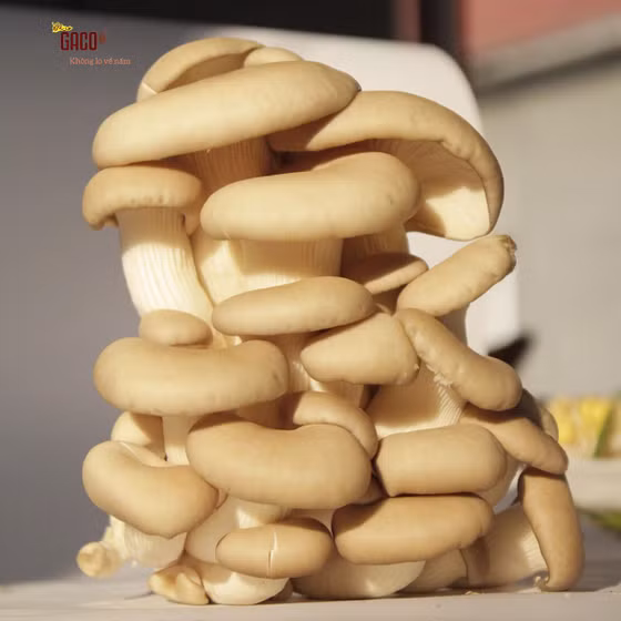 Nấm bào ngư xám Hồng Ân