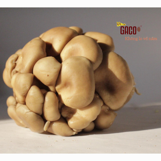 Nấm bào ngư xám Hồng Ân