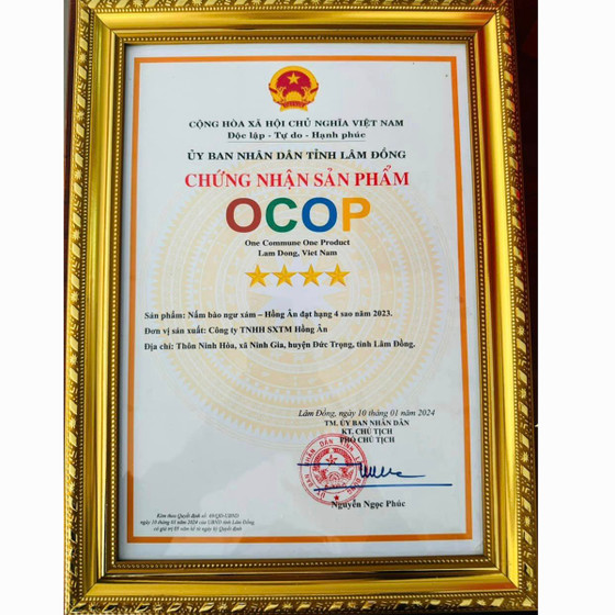 Nấm bào ngư xám Hồng Ân