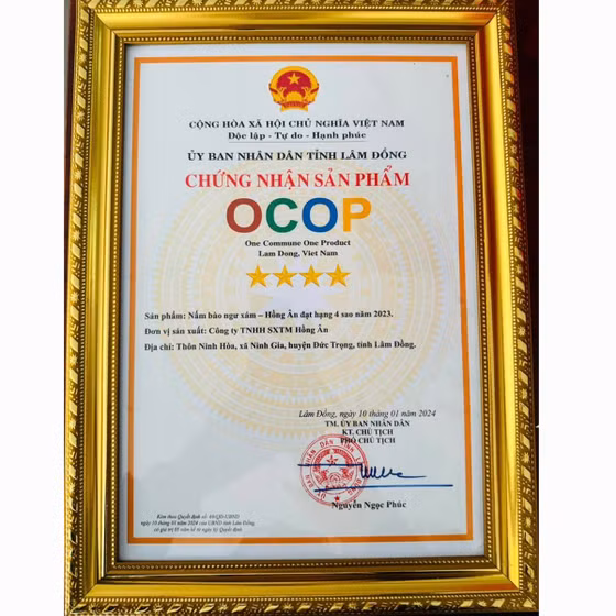 Nấm bào ngư xám Hồng Ân