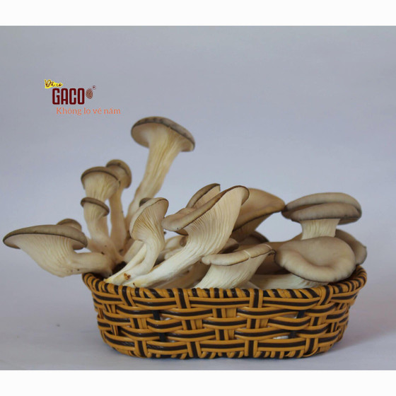 Nấm bào ngư xám Hồng Ân